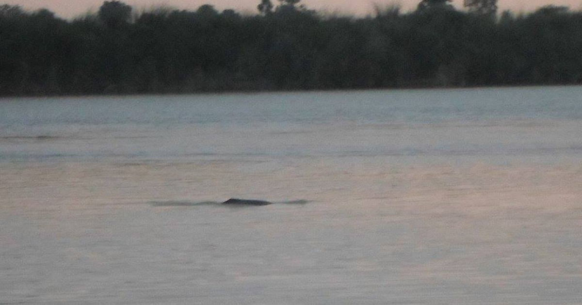 Watching Dolphin in Kailali