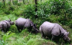 Rhinos in translocated from Chitwan national park