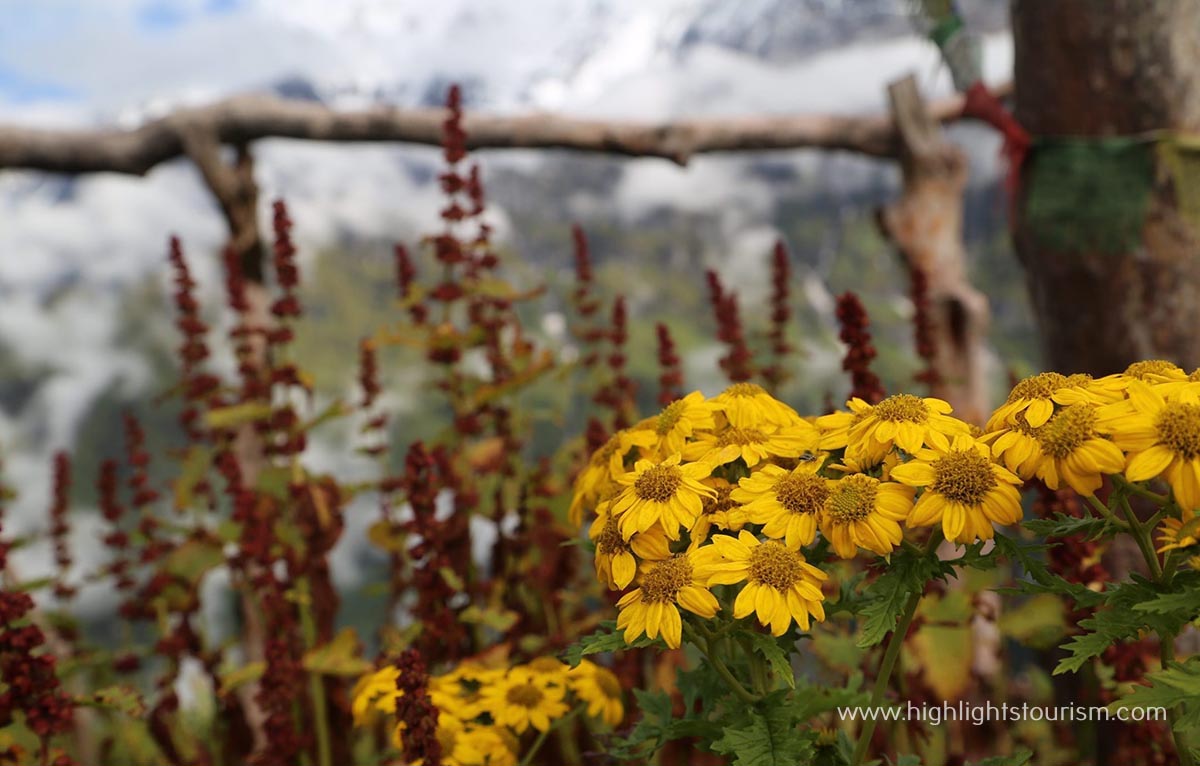 Mardi Himal Trek