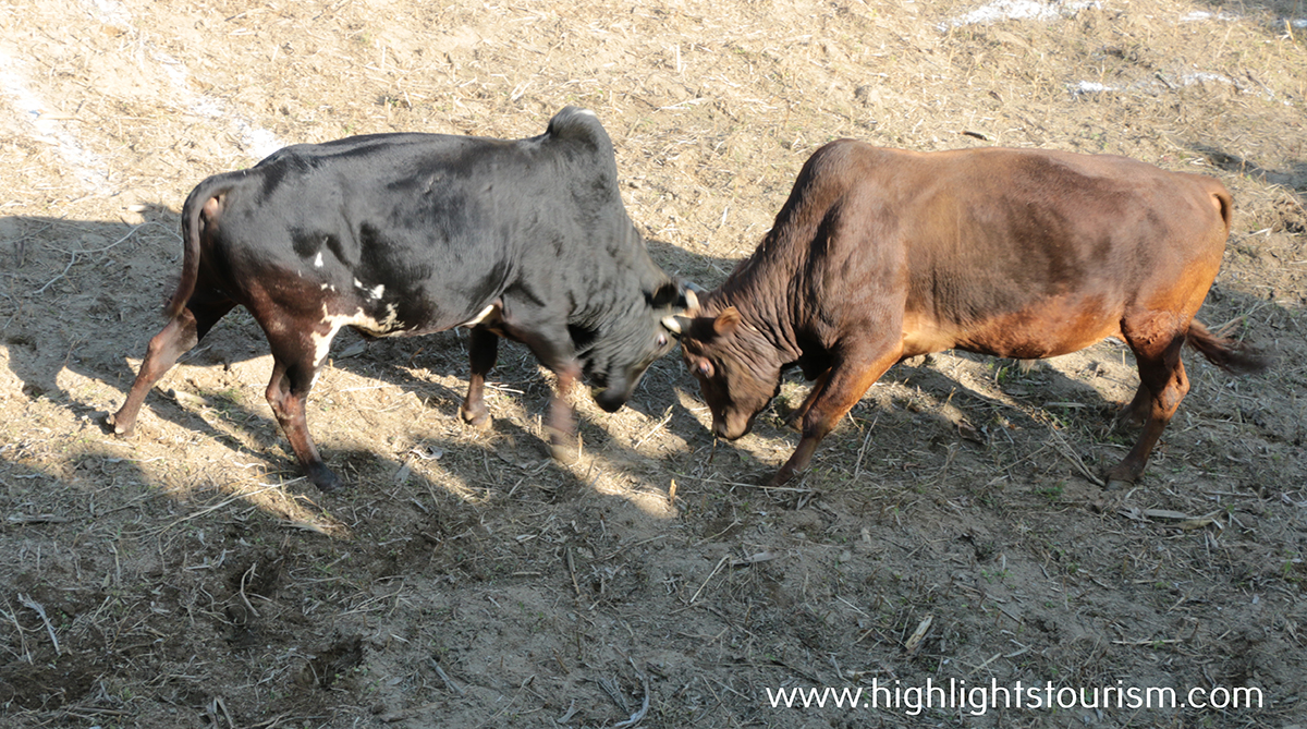 Bullfighting in Nepal