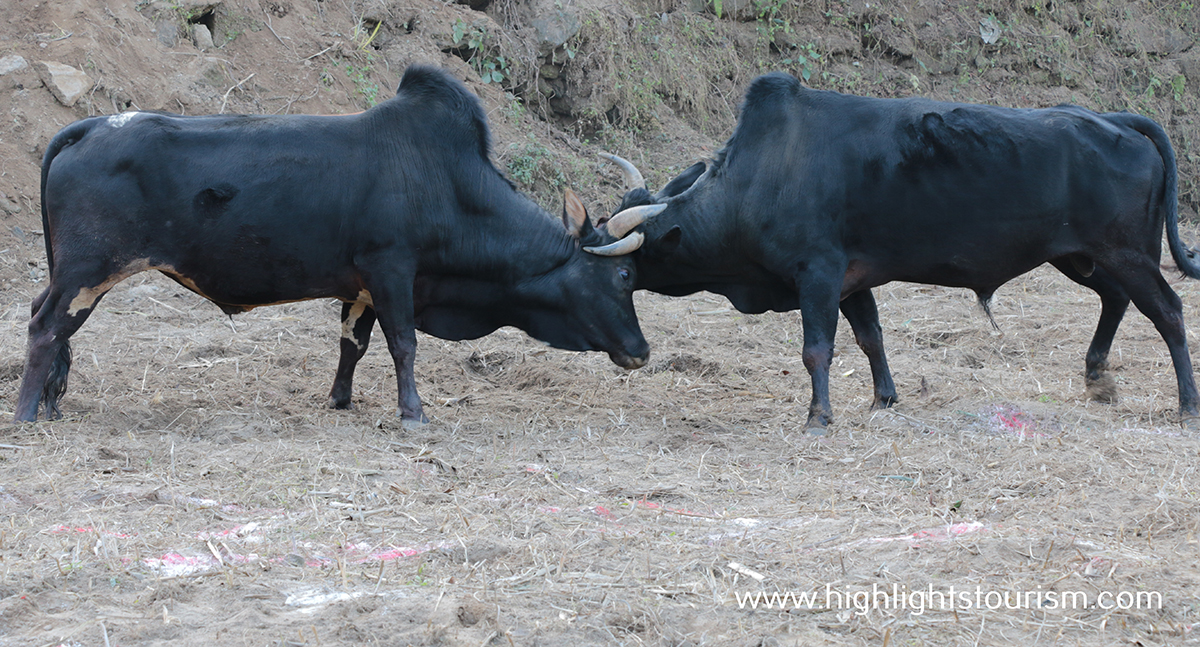 Bullfighting in Nepal