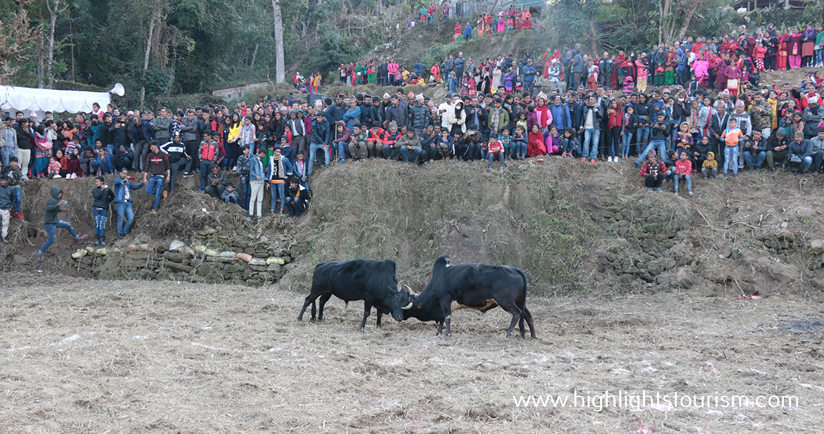 Bullfighting in Nepal